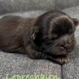 Leprechaun - Black male Shih Tzu puppy in Vernon, New Jersey from Calta’s Cute Shih Tzu