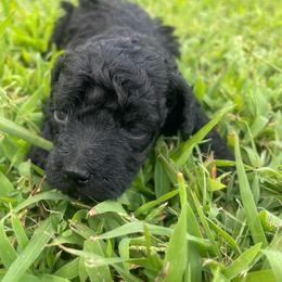 BFP - Black female Poodle puppy in Bee Branch, Arkansas from Scroggins Creek Doodles