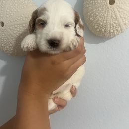 Porsche - Chalk female Australian Labradoodle puppy in Orange, California from Little Kingdom Doodles