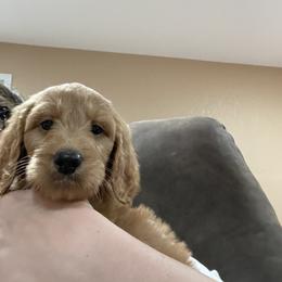 Goldendoodle and Poodle Puppies from Ransone’s Ridge Runners Poodles and Doodles