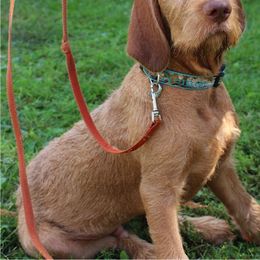 Wirehaired Vizsla Puppies from Nemes Wirehaired Vizslas