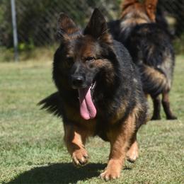 Siva - German Shepherd