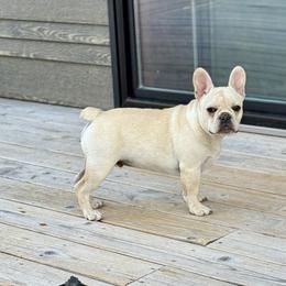 Hemi - Cream male French Bulldog puppy in Kalispell, Montana from Grace & Grit Frenchies