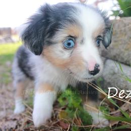 Dezi - Blue merle female Toy Australian Shepherd puppy in Godley, Texas from Flying H Toy and Mini Aussies