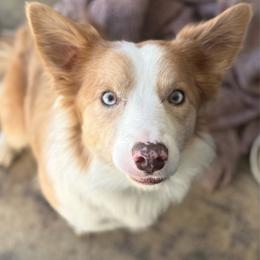 Chance - Border Collie