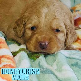 Honeycrisp - Apricot male Goldendoodle puppy in Beecher, Illinois from Erica’s Doodles