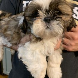 Sophie - Shih Tzu