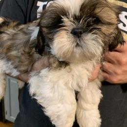 Sophie - Shih Tzu