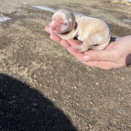 Girl 2 - Cocker Spaniel puppy from Sweet Cockers