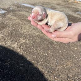 Girl 2 - Cocker Spaniel puppy from Sweet Cockers