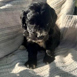 Sophie Girl 2 - Black and white female Bernedoodle puppy in Russiaville, Indiana from Pleasant Creek Minibernedoodles