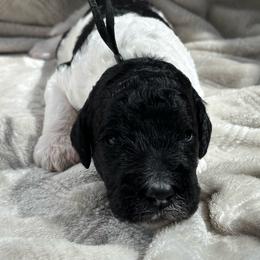 Lucasta - Black Collar - Parti male Poodle puppy in Monroe, North Carolina from The Klepper Homestead