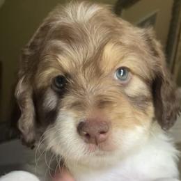 Silver - Parti female Assorted Doodle Crosses puppy in Fort Bend County, Texas from Tx Super Doodles