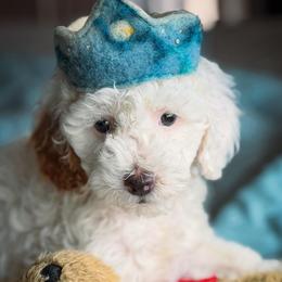 Selkie Falkor - Blenheim male Cavapoo puppy in Tucson, Arizona from Cavapoo Puppy Parade