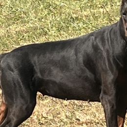 Doberman Pinschers from Storm Cloud Doberman