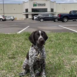 German Shorthaired Pointer Puppies from Chrishelle Farm