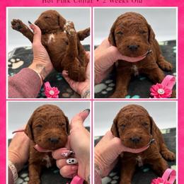 Cinnamon - Red  female Poodle puppy in Mount Vernon, Illinois from AMC Poodles