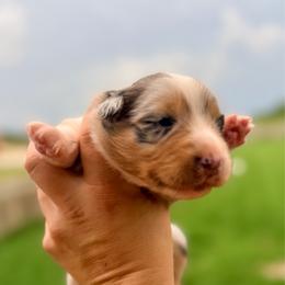 Pebbles - Blue merle female Australian Shepherd puppy in Ashland, Ohio from SS Australian Shepherds