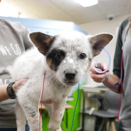 Australian Cattle Dog Puppies from Intermountain Australian Cattle Dogs