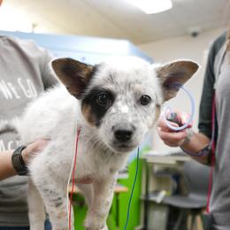Australian Cattle Dog Puppies from Intermountain Australian Cattle Dogs