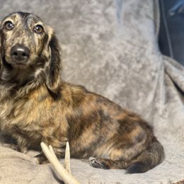 Stella - Dachshund