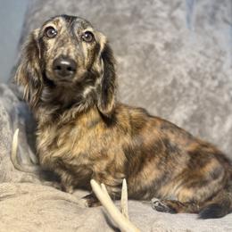 Stella - Dachshund