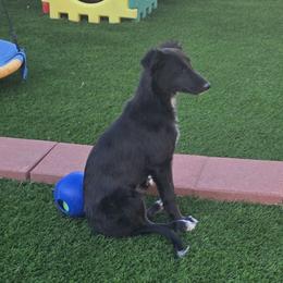 Shade - Black female Silken Windhound puppy in Hanna, Oklahoma from Daybreak Silken Windhounds