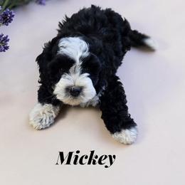 Mickey - Black and white male Aussiedoodle puppy in Lebanon, Oregon from Abbott Family Farm