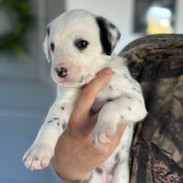 Penny - White and black female Dalmatian puppy in Mount Vernon, Washington from Pawsitively Spotted