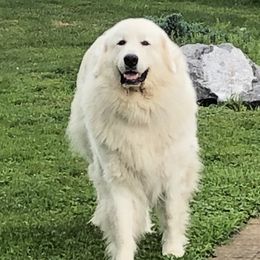 Gracie - Great Pyrenees