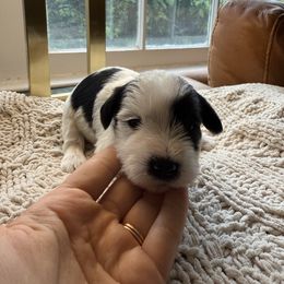 Jerry - Parti male Miniature Schnauzer puppy in Greenville, South Carolina from Synergy Schnauzers