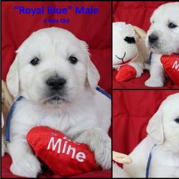Golden Retriever Puppies from Bullock's Golden Retrievers, LLC