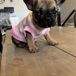 French Bulldog Puppies from Lance Miller