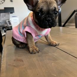 French Bulldog Puppies from Lance Miller