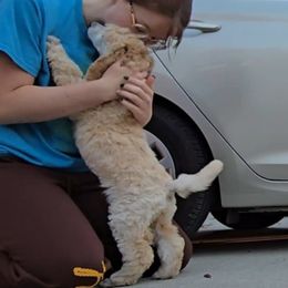 Magic Bean - White female Poodle puppy in Winston Salem, North Carolina from Conundrums Kennels