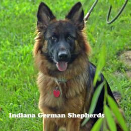 Female 2 - Black and red German Shepherd puppy in Chrisney, Indiana from Indiana German Shepherds