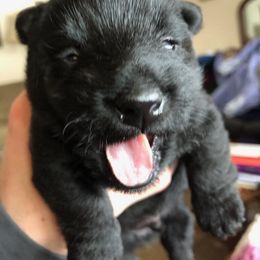Scottish Terrier Puppies from Carnes Croft Scotties