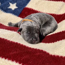 Tyra - Gray brindle Cane Corso puppy in Asheville, North Carolina from War Dogs