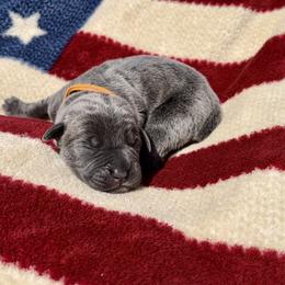 Tyra - Gray brindle Cane Corso puppy in Asheville, North Carolina from War Dogs