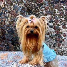 Elli - Yorkshire Terrier