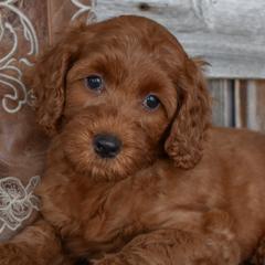 Goldendoodles, Golden Retrievers, Irish Doodles, Irish Setters, and Poodles from Toodles Goldendoodles