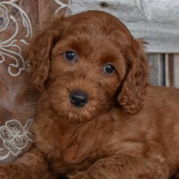 Goldendoodles, Golden Retrievers, Irish Doodles, Irish Setters, and Poodles from Toodles Goldendoodles