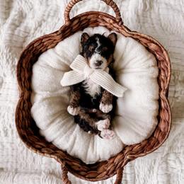 Bonifacio - Tri-color male Bernedoodle puppy in Cold Spring, Minnesota from A.N.A. Doodles