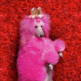 Poodles from Model Poodles