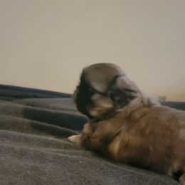 Doug - Gray sable male Pekingese puppy in Burns, Kansas from Pekingese Dynasty