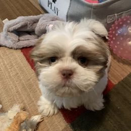 Shih Tzu Puppies from Sharleen's Paw-fect Shih Tzus