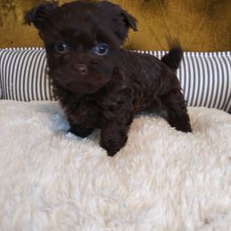Russian Tsvetnaya Bolonka Puppies from Bolonka Treasures