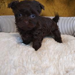 Russian Tsvetnaya Bolonka Puppies from Bolonka Treasures