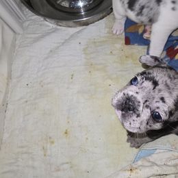 Blue boy - Blue fawn male French Bulldog puppy in Summerville, Tennessee from R&J Frenchie