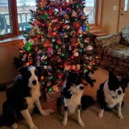 Border Collie All Grown Up from Wall's Border Collies